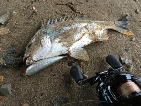 ２０１９ キビレ調査NO、６