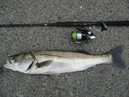 シーバス釣行、デイゲームにて