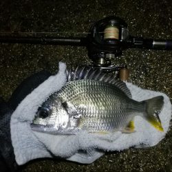 南港ヘチ釣行 カモメ大橋 （7/1 三度目の雨のヘチ釣り～ 真チヌ42.5cm、キビレチヌ、ガシラ 釣果有り）