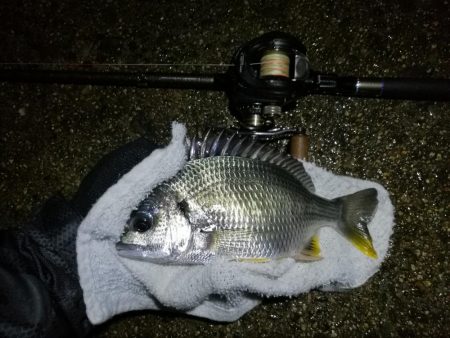 南港ヘチ釣行 カモメ大橋 （7/1 三度目の雨のヘチ釣り～ 真チヌ42.5cm、キビレチヌ、ガシラ 釣果有り）