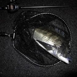 ヘチ釣行 南港カモメ大橋 (7/2 またまた雨のヘチ釣り~ 真チヌ48cm、キビレチヌ40cm 釣果有り)