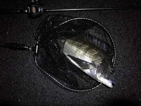 ヘチ釣行 南港カモメ大橋 (7/2 またまた雨のヘチ釣り~ 真チヌ48cm、キビレチヌ40cm 釣果有り)