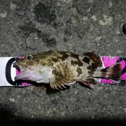 ヘチ釣行 南港カモメ大橋 （7/3 梅雨の晴れ間のヘチ釣り～ 真チヌ、キビレチヌ、ガシラ 釣果有り）