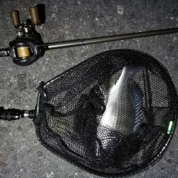 南港カモメ大橋 釣行 （7/5 雨後のヘチ釣り キビレチヌ35.5cm、ガシラ釣果有り）