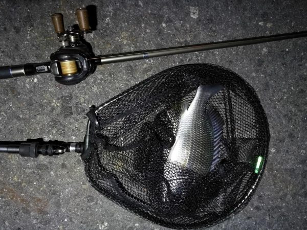 南港カモメ大橋 釣行 （7/5 雨後のヘチ釣り キビレチヌ35.5cm、ガシラ釣果有り）