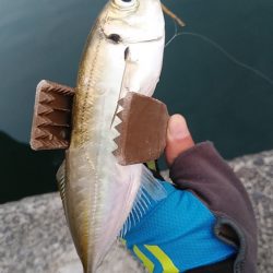 アジング爆釣♪尺アジも！