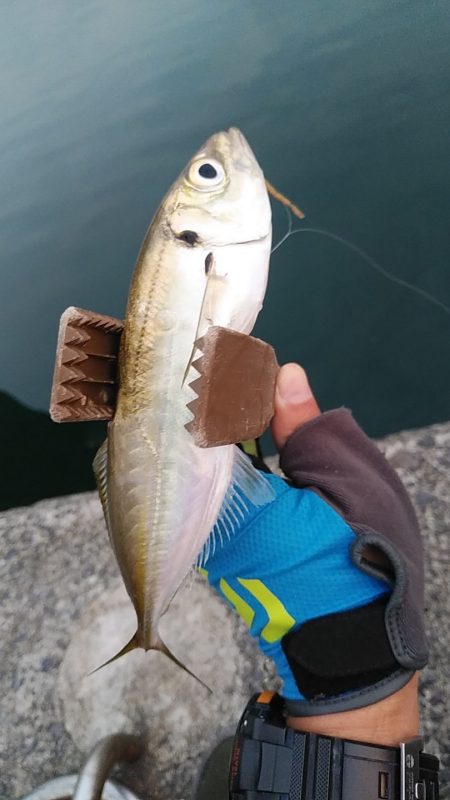 アジング爆釣♪尺アジも！