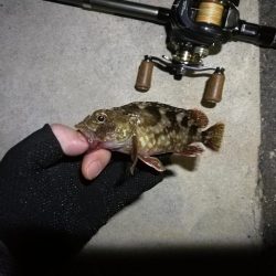 南港カモメ大橋 釣行 (7/6 強風のヘチ釣り キビレチヌ32cm、ガシラ釣果有り)