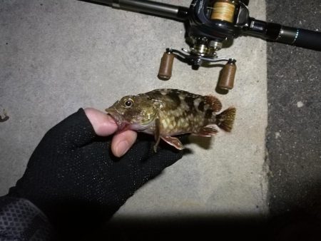 南港カモメ大橋 釣行 (7/6 強風のヘチ釣り キビレチヌ32cm、ガシラ釣果有り)