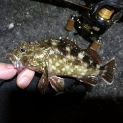 南港カモメ大橋 釣行 （7/7 曇りの七夕ヘチ釣り キビレチヌ、ガシラ釣果有り）