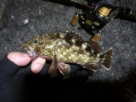 南港カモメ大橋 釣行 （7/7 曇りの七夕ヘチ釣り キビレチヌ、ガシラ釣果有り）