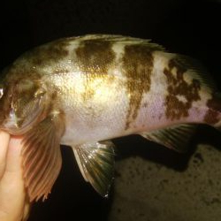 ジグサビキ メバリング