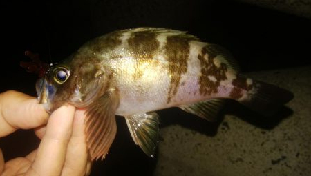 ジグサビキ メバリング