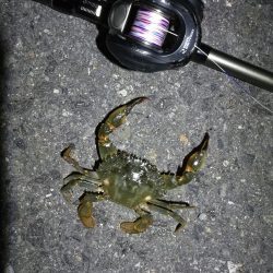 南港カモメ大橋 釣行 （7/8 久々の天気のヘチ釣り キビレチヌ45cm、ガシラ、謎のカニ 釣果有り）