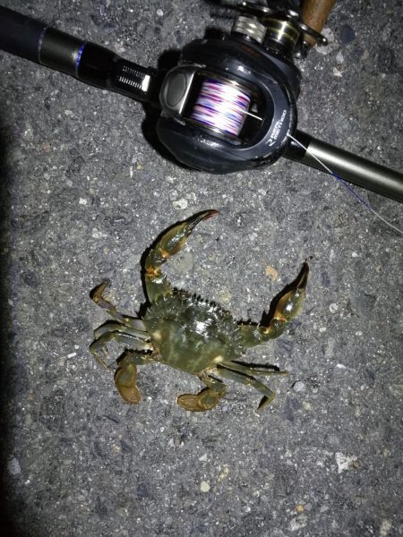 南港カモメ大橋 釣行 （7/8 久々の天気のヘチ釣り キビレチヌ45cm、ガシラ、謎のカニ 釣果有り）