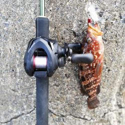 カサゴは無限に釣れた