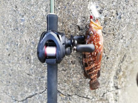 カサゴは無限に釣れた