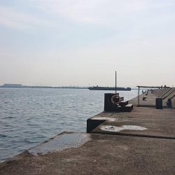 久しぶりサゴシ