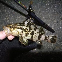 南港カモメ大橋 釣行 (7/10 不安定な天気でもヘチ釣行 キビレチヌ43.5cm、タケノコメバル 釣果有り)