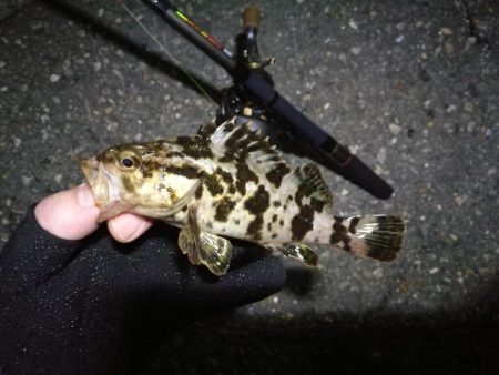 南港カモメ大橋 釣行 (7/10 不安定な天気でもヘチ釣行 キビレチヌ43.5cm、タケノコメバル 釣果有り)