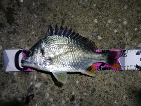 南港ヘチ釣行 （7/13 早朝雨降り前にヘチ釣行へ キビレチヌ、ガシラ 釣果有り）