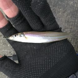 泉南方面、貝塚~泉佐野釣行 (相棒と久々のチョイ投げ釣りへ、キス、チャリコ、サバ釣果有り)