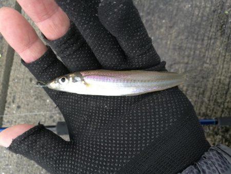 泉南方面、貝塚~泉佐野釣行 (相棒と久々のチョイ投げ釣りへ、キス、チャリコ、サバ釣果有り)