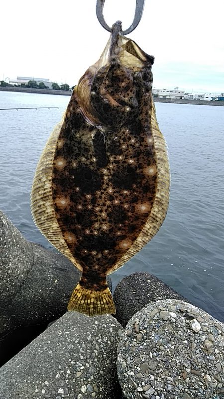 まさかの魚が