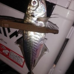 アジングで快釣