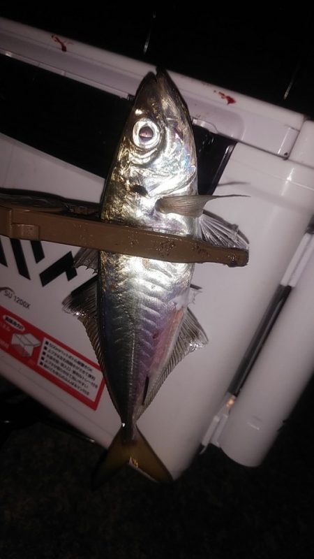 アジングで快釣