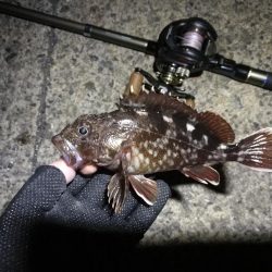 南港ヘチ釣行 （7/16 連休明け早朝 真チヌ48cm、キビレチヌ、ガシラ 釣果有り）