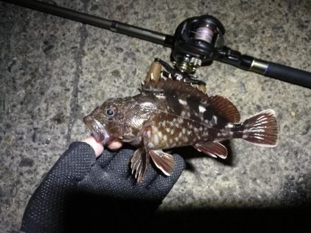 南港ヘチ釣行 （7/16 連休明け早朝 真チヌ48cm、キビレチヌ、ガシラ 釣果有り）