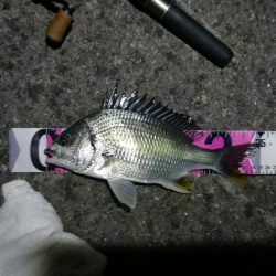 南港ヘチ釣行 （7/18 パラ雨の中の釣行 キビレチヌ44.5cm、ガシラ 釣果有り）