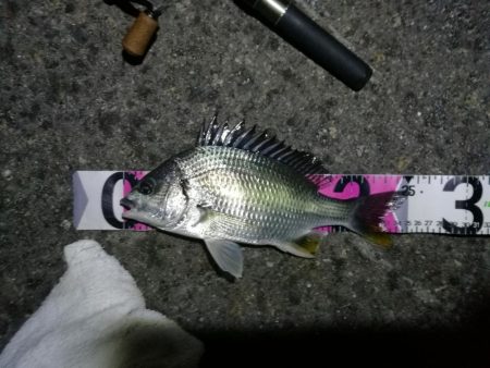 南港ヘチ釣行 （7/18 パラ雨の中の釣行 キビレチヌ44.5cm、ガシラ 釣果有り）