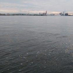 出勤前の短時間釣行