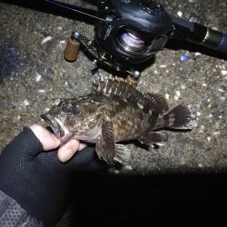 南港ヘチ釣行 （7/20 曇り空の南港釣行 キビレチヌ、ガシラ 釣果有り）