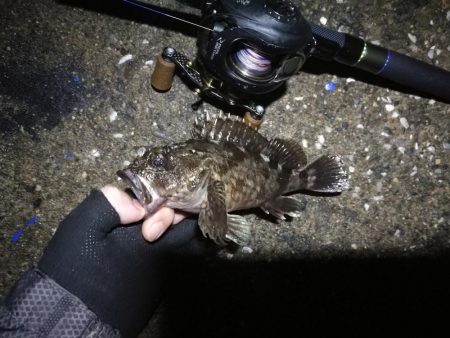 南港ヘチ釣行 （7/20 曇り空の南港釣行 キビレチヌ、ガシラ 釣果有り）