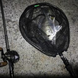 南港ヘチ釣行 （7/21 レア魚きた！！アコウ34cm、キビレ、ガシラ 釣果有り）