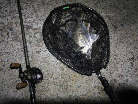 南港ヘチ釣行 （7/21 レア魚きた！！アコウ34cm、キビレ、ガシラ 釣果有り）