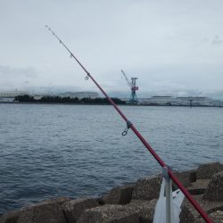 東二見西水道のキス情報