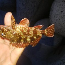 穴釣りとアジング