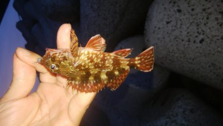 穴釣りとアジング