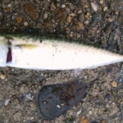 とりあえず今日もツバス