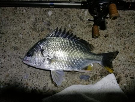 南港ヘチ釣行 （7/27 台風の強風吹く南…