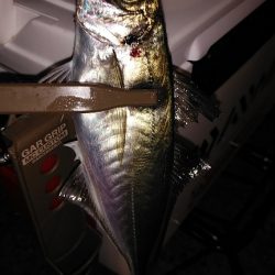 白イカと鯵を釣りました