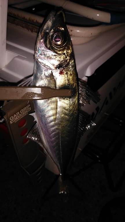 白イカと鯵を釣りました