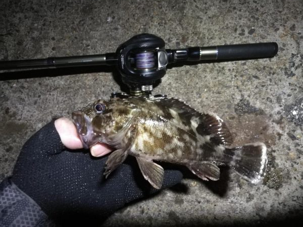 南港ヘチ釣行 （7/28 台風後の南港ヘチ…