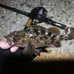 南港ヘチ釣行 (7/30 まだまだ浮遊ゴミの多い南港ヘチ。。キビレチヌ33cm、黒メバル21cm、ガシラ 釣果有り)