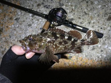 南港ヘチ釣行 (7/30 まだまだ浮遊ゴミの多い南港ヘチ。。キビレチヌ33cm、黒メバル21cm、ガシラ 釣果有り)