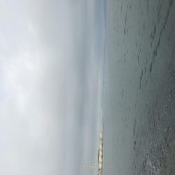 まさかのアコウ